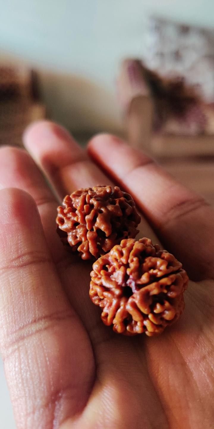 Rudraksha thumbnail 3